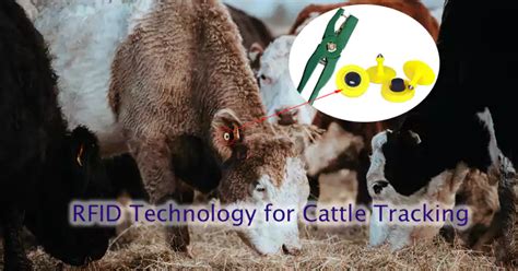 rfid chips have been used to track livestock|rfid for livestock management.